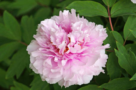 灌木 植物学 植物 中心 特写镜头 夏天 颜色 花园 粉红色