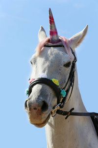 Beautiful magical unicorn horse realistic photography 