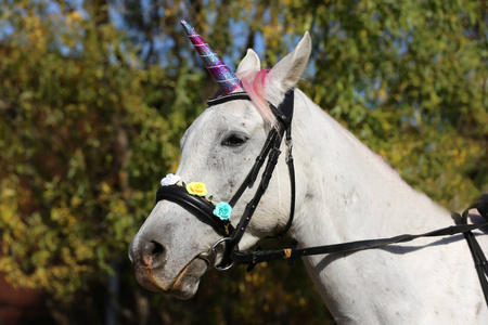 Beautiful magical unicorn horse realistic photography 