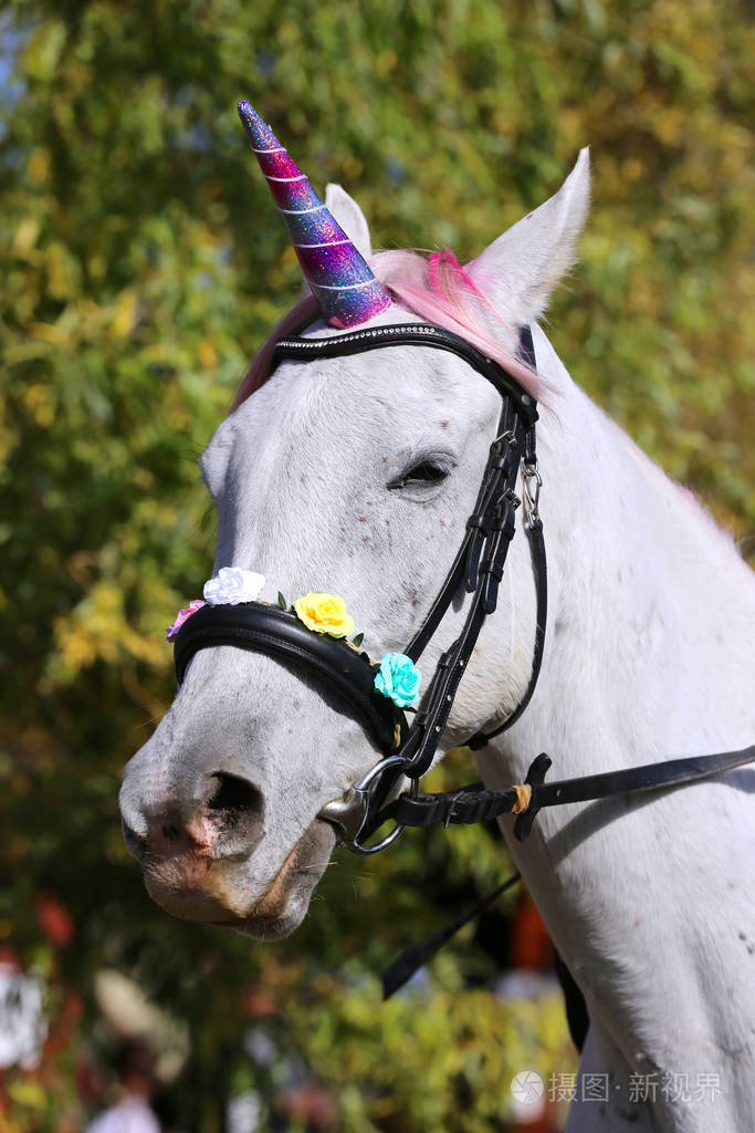 beautiful magical unicorn horse realistic photography