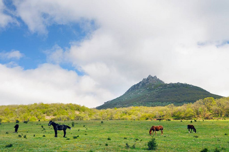 马在山间的草坪上吃草