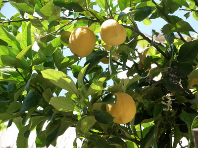 植物 生长 维生素 甜的 柠檬 农业 分支 柑橘 食物 自然