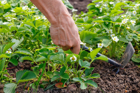 Man farmer caring for strawberry sprouts in outdoors. 