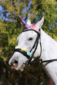 Beautiful magical unicorn horse realistic photography 