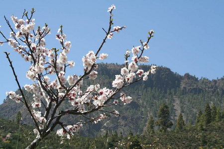 春天 特写镜头 分支 植物 植物学 四月 公园 季节 开花