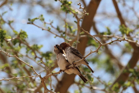 金合欢树上的一对斑纹额织鸟图片