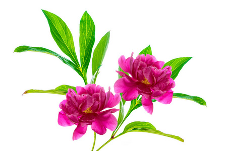 大丽花小花园图片-大丽花小花园素材-大丽花小花园插画-摄图新视界