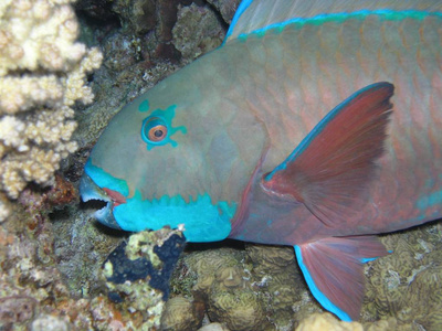 深的 水下 暗礁 隐藏 生活 水肺 双鱼座 海底 水族馆
