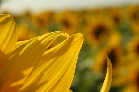 闪耀 热的 向日葵 收获 太阳 夏季 植物 领域 夏天