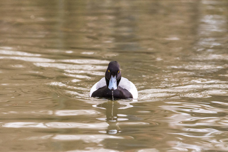 鸭子在夏天的池塘里游泳。近距离拍摄鸟嘴看水