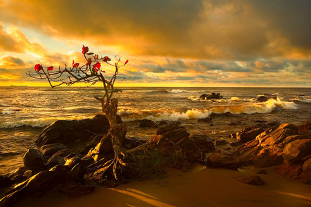 海滨 非洲 暮光 冲浪 波浪 海滩 喀麦隆 海洋 闪耀 太阳