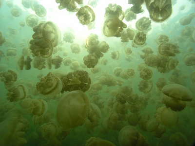 乌龟 生活 海洋 生物 游泳 绘画 水母 美丽的 颜色 透明的