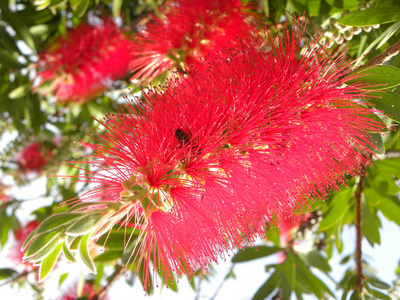 春天 粉红色 灌木 花开 自然 花园 黛西 花的 植物学