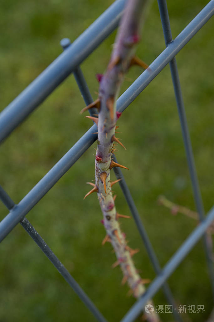 铁栅栏上的荆棘丛