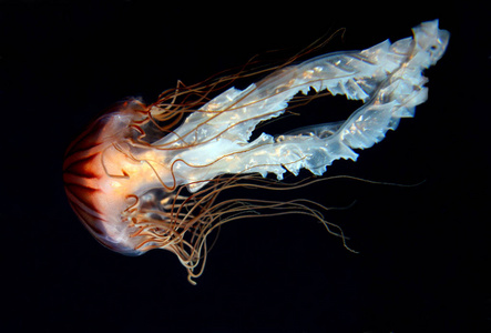 水母 动物 水族馆 海的 自然 水下 深的 生活 触须 野生动物