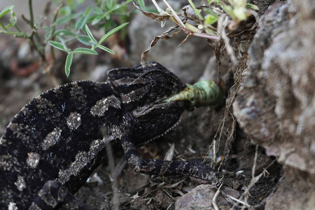 深色无刺蜥蜴变色龙,变色龙,食大型昆虫照片