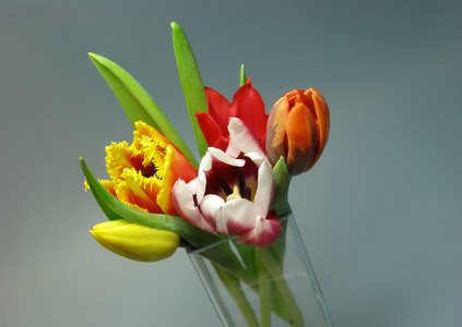 开花 花儿 花瓶 洋甘菊 季节 春天 美极了 植物 郁金香