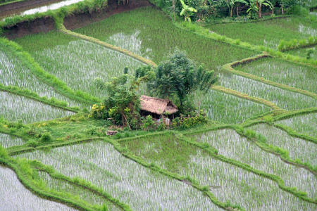 小屋 印度尼西亚 巴厘岛 食物 提出 农业 赡养费 房子