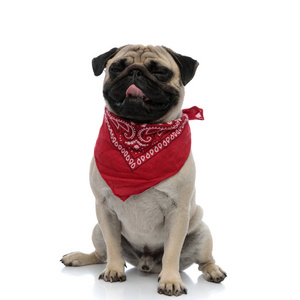 Sleepy pug panting and yawning while wearing red bandana 