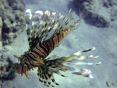 海的 暗礁 热带 在下面 美女 海藻 颜色 动物 水下 自然