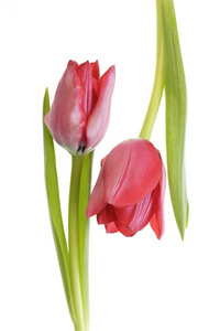 床单 颜色 繁荣的 植物 郁金香 春天 复活节 植物区系