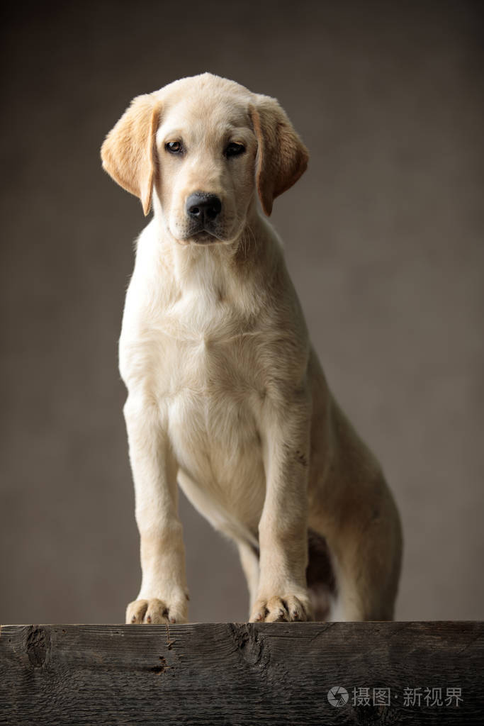 可爱的拉布拉多猎犬站在木箱上