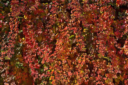 树叶 九月 框架 特写镜头 纹理 枫树 植物区系 植物 美丽的