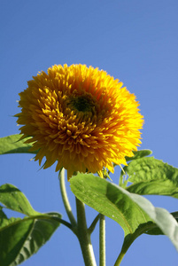 太阳 园丁 闪耀 花园 向日葵 苍穹 植物 天空