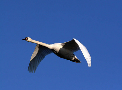 飞行 野生动物 动物 天鹅 拍打 自然 苍蝇 航班
