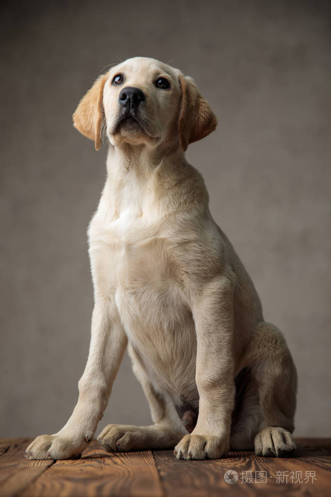 可爱的拉布拉多猎犬坐在工作室的木箱上