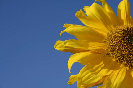 植物 夏天 夏季 苍穹 太阳 自然 向日葵 闪耀 蜜蜂 天空