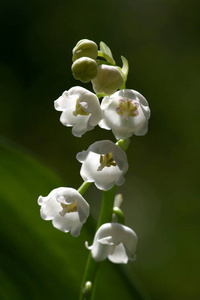 特写镜头 五月花 流血 春天 风味 闪耀 日光 植物 花儿