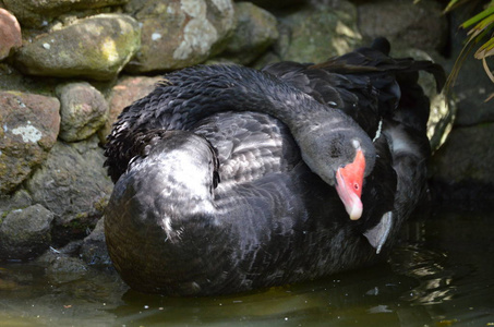 野生动物 湖泊 阿特拉斯 海洋 肖像 动物 海岸 英国 天鹅