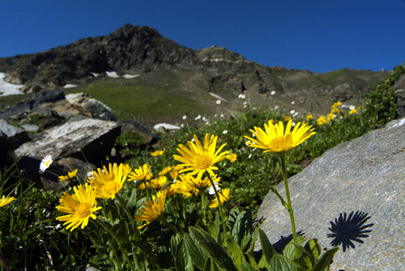 夏季 高程 高的 阿尔卑斯山 植物区系 自然 乡村 风景