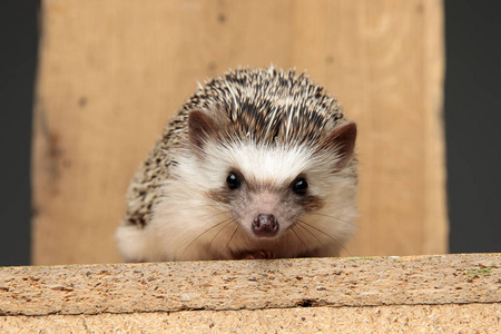 african hedgehog lying down on a wooden board 照片