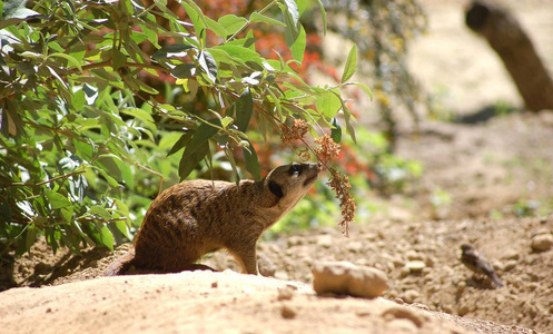 可爱的 猫鼬 荒野 毛皮 保护 南方 野生动物 沙漠 站立