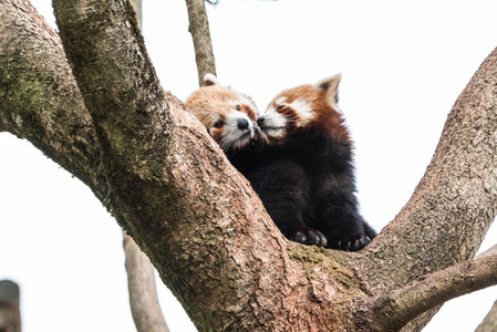 可爱的小熊猫伸出舌头好奇的情侣在树枝上快乐