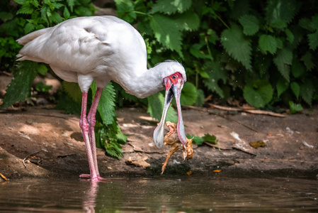 白色的小鸟,长腿,住在公园的池塘里吃东西照片