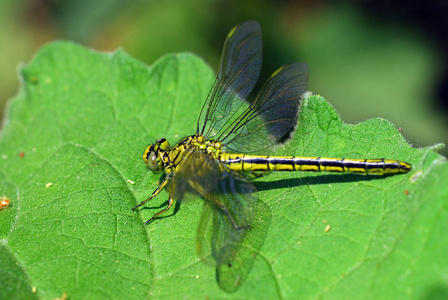 环境 春天 夏天 蜻蜓 动物群 豆娘 自然 缺陷 翅膀 美女