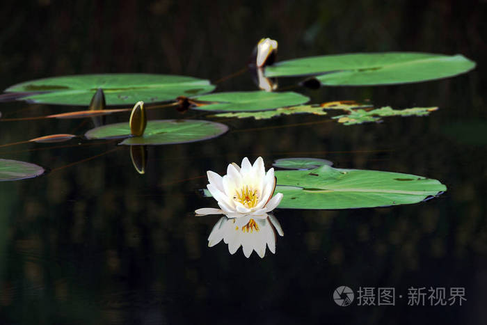 植物 睡莲 莲花 盛开 池塘 美丽的 自然 美女 百合花