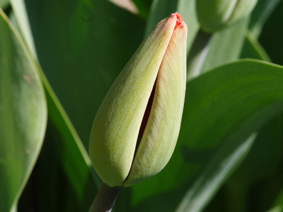 开花 春天 自然 植物 繁荣 繁荣的 郁金香 植物区系