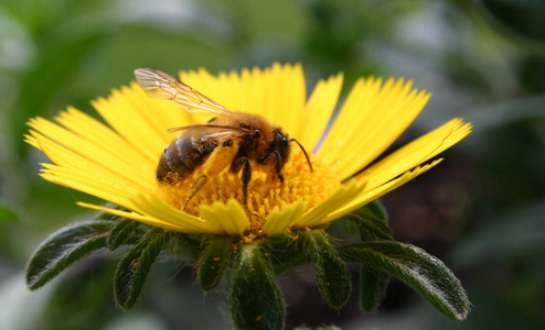 自然 繁荣的 植物 夏季 蜜蜂 花粉 昆虫 繁荣 蜂蜜 太阳