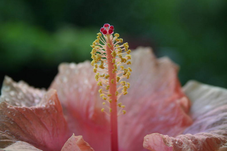 美丽的 木槿 春天 粉红色 盛开 花的 植物学 颜色 花瓣