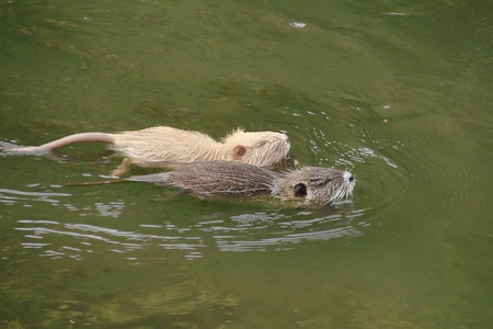 池塘 动物群 老鼠 毛茸茸的 海狸 胡须 海狸鼠 环境 麝鼠