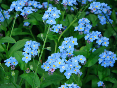 花坛 植物 白种人 五花八门 花园 春天 花儿 繁荣 五颜六色