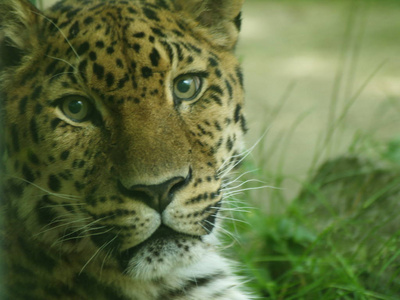 皮肤 游猎 丛林 野生动物 危险的 猎豹 哺乳动物 豹子