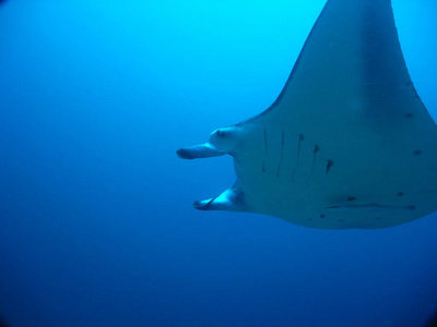 自然 射线 美女 水肺 印度尼西亚 夏威夷 暗礁 游泳 巨人