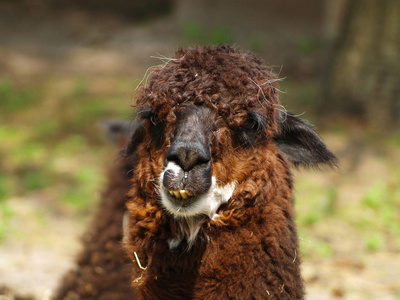 头发 有趣的 肖像 自然 毛皮 秘鲁 农场 动物 美国 美丽的