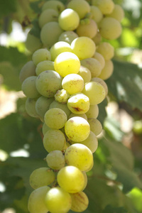 食物 农场 水果 农事 葡萄栽培 自然 葡萄 成长 花园
