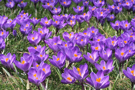 开花 紫罗兰 繁荣的 番红花 繁荣 植物 春天